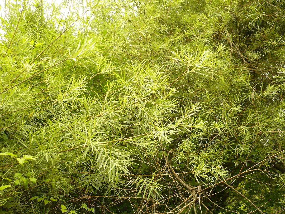 Salix elaeagnos (Salicaceae)